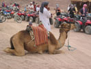 Верблюды Египта
